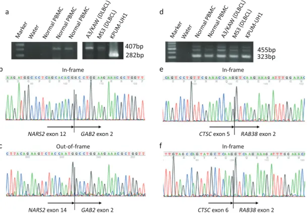 Fig. 3.  Expression verified by RT-PCR and subsequent sequencing analysis of transcript variants of conjoined  genes