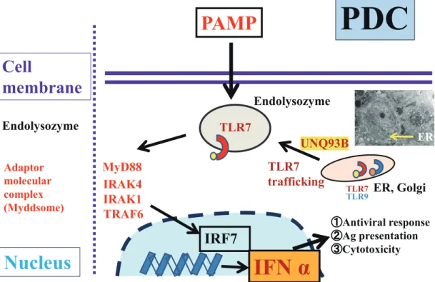 Fig. 4.  Representative signaling pathways of TLR7 and TLR9 in PDCs in NEL. TLR7 and TLR9 present in the  ER of PDCs under normal conditions, but when pathogens invade the host, TLR7 and TLR9 migrate to  endoly-sosomes and recognize them quickly