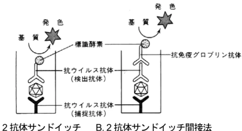 図 2-3 ELISA 法 の 原 理 （ 3 ） イ ム ノ ク ロ マ ト グ ラ フ 法 病 原 性 微 生 物 を 抗 原 と す る 場 合 ， こ の 方 法 は 原 因 食 品 や 糞 便 か ら 微 生 物 を 直 接 検 出 す る こ と が 可 能 で あ る ． 検 体 中 の 抗 原 ， 抗 体 の ど ち ら を 検 出 す る か に よ っ て 違 い が あ る が ， 両 者 は と も に 同 じ よ う な 原 理 で あ る ．図 2-4 は 病 原 性 微 生 物
