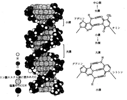 図 3-2 DNA の 二 重 ら せ ん 構 造