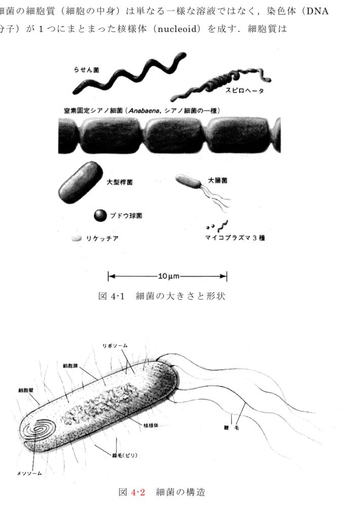 図 4-1 細 菌 の 大 き さ と 形 状