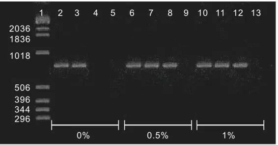 図 4-12 SDS を 用 い た と き の VT1 遺 伝 子 の 抽 出 （ 0 ～ 1% SDS ）