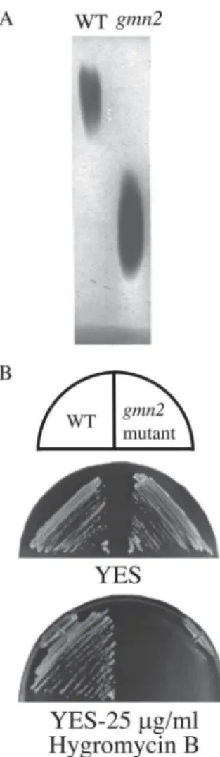 Fig. 1. Glycosylation defect and hygromycin B sensitivity of the gmn2 mutant.