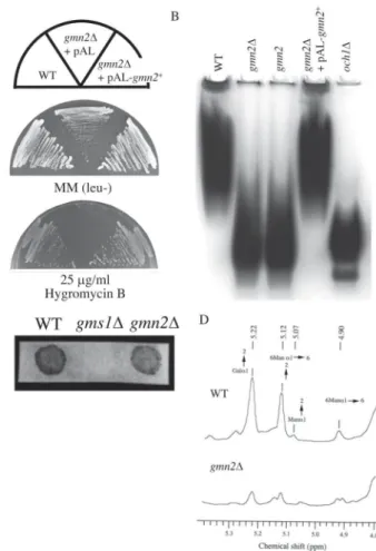 Fig. 2. Sequence analysis of the sgm2 +  gene.