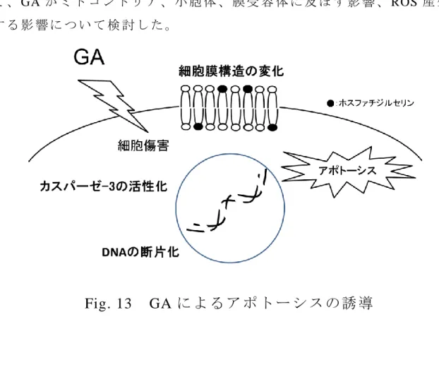 Fig. 13  GA に よ る ア ポ ト ー シ ス の 誘 導