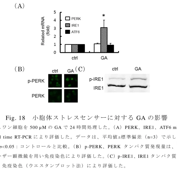 Fig. 18   小 胞 体 ス ト レ ス セ ン サ ー に 対 す る GA の 影 響