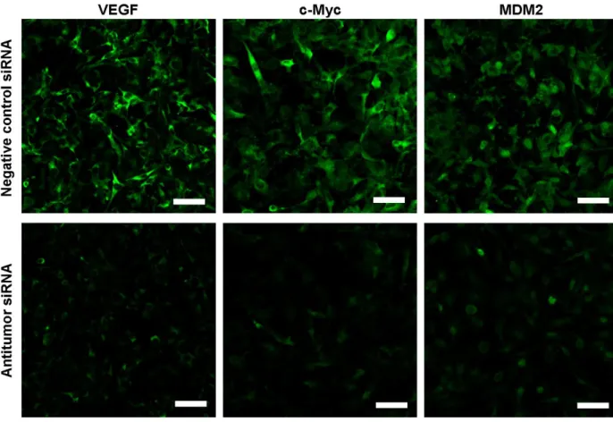 Fig. 5 In vitro oncogene silencing effect of nanoparticle formulations containing antitumor siRNA in B16F10 cells 