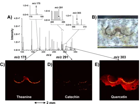 Figure 1.  Measurement results obtained from a transverse section of a tea leaf by MALDI imaging using a liquid matrix（CHCA/3AQ） 