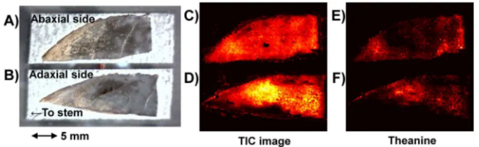 Figure 3.  Measurement results obtained from intact surface specimens of tea leaf sections close to stem by MALDI imaging with the liquid  matrix