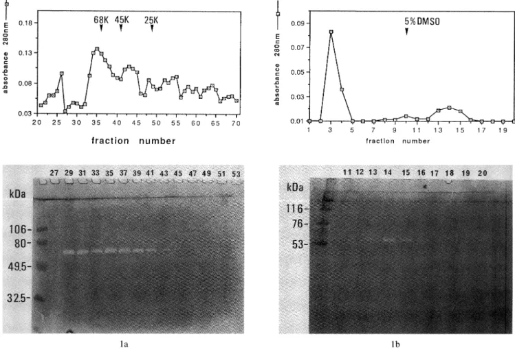 Fig.  1  Enzymography  on  Ultrogel  AcA  54  (a)  and  a gelatin-agarose  affinity  gel  (b)-eluted  sample