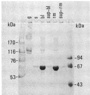 Fig.  2  Solubility  of  undigested  or  digested  FITC-gelatin  at 
