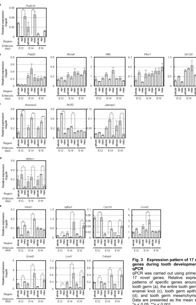 Fig. 3 Expression pattern of 17 novel genes during tooth development by qPCR 
