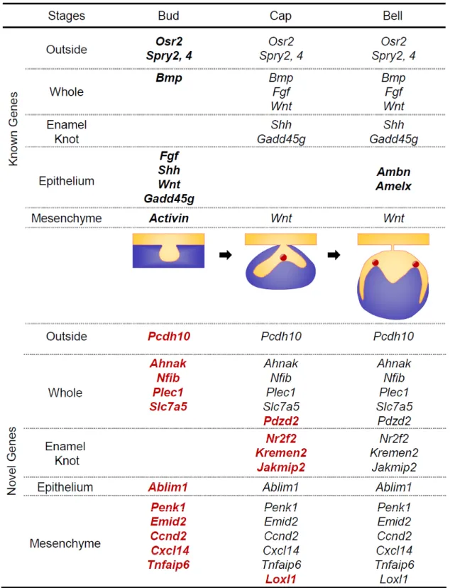 Fig. 4    Spatiotemporal gene expression profiles in mouse molar development 