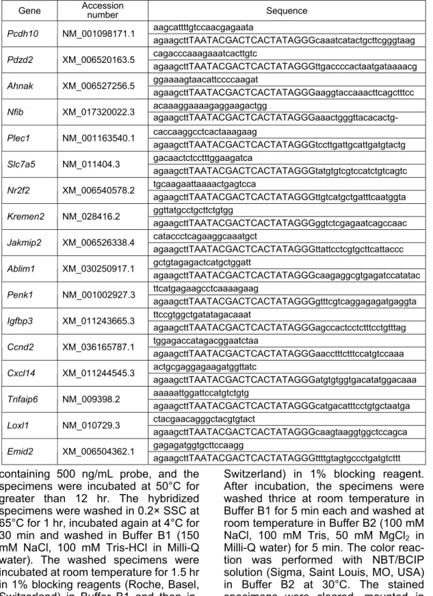 Table 1    Primers used for in situ hybridization. 