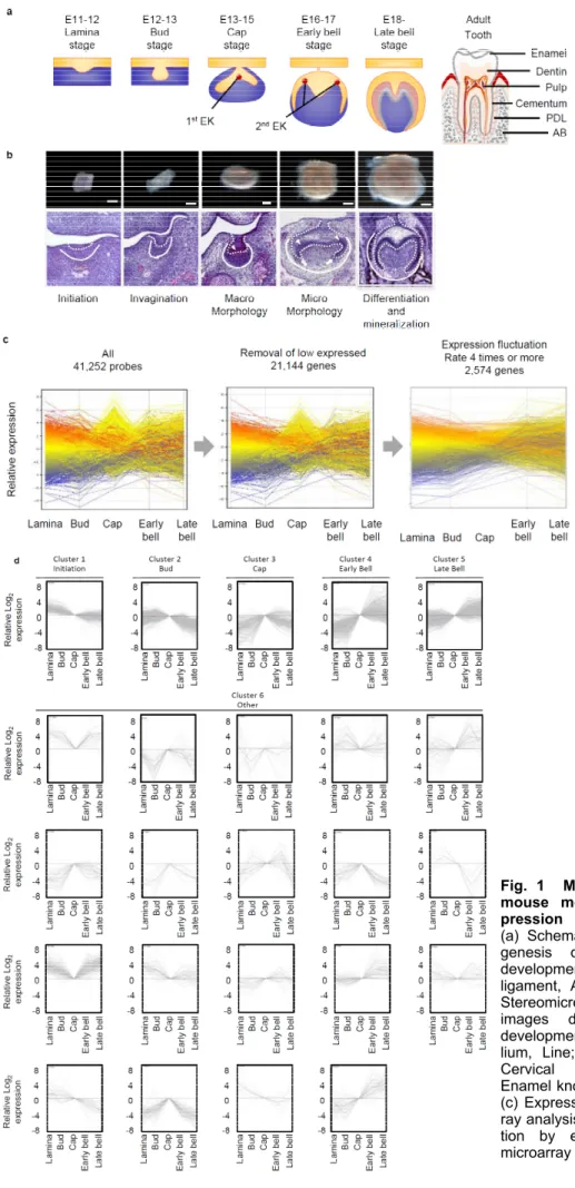 Fig. 1  Microarray analysis of mouse molar tooth gene  ex-pression 