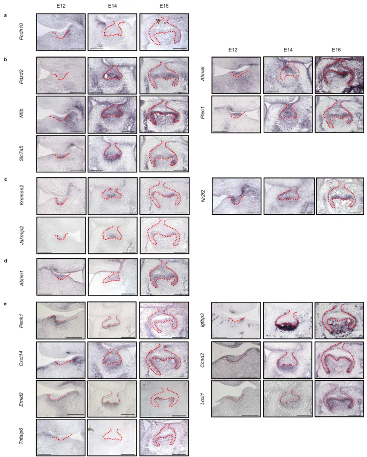 Fig. 2  Localization of the expression of 17 novel genes during development as detected by in situ hybridization 