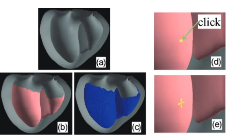 Fig. 6. The distance fi  eld of one branch (a) and the growth of  a branch in a gradient fi  eld (b, c).