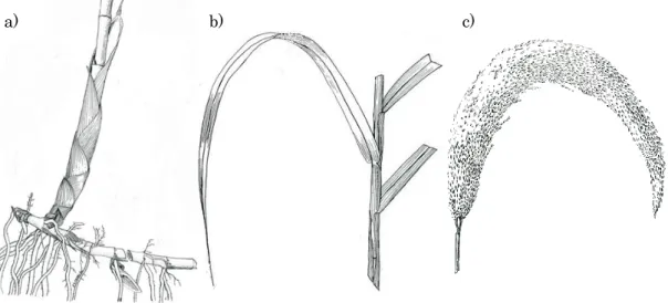 図 1-1  ヨシの a)地下茎、b)茎葉、c)穂の形態（Holm  et al.  1977）  石川県中部に位置する河北潟干拓地は 1985 年までに農地化された。現在、農地面積は 1356ha であり、田畑や酪農団地が広がっているが、未入植の不耕作地も存在する。その干 拓地内にはいくつかの大きな農業用水路や排水路、河川が巡っている。そうした不耕作地 や水路護岸、河川敷には、ヨシ群落が繁茂しているが、そこでは景観保護や法面管理を目 的に、ヨシを含めた雑草の刈取り除草を年数回行っている。刈取ったヨシは放置
