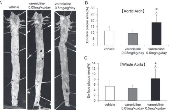 Fig. 1   Atherosclerotic plaques in the aorta of varenicline-treated ApoE KO mice.