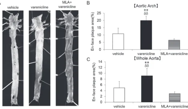 Fig. 2   Atherosclerotic plaques in the aorta of varenicline- and varenicline plus MLA-treated ApoE KO mice