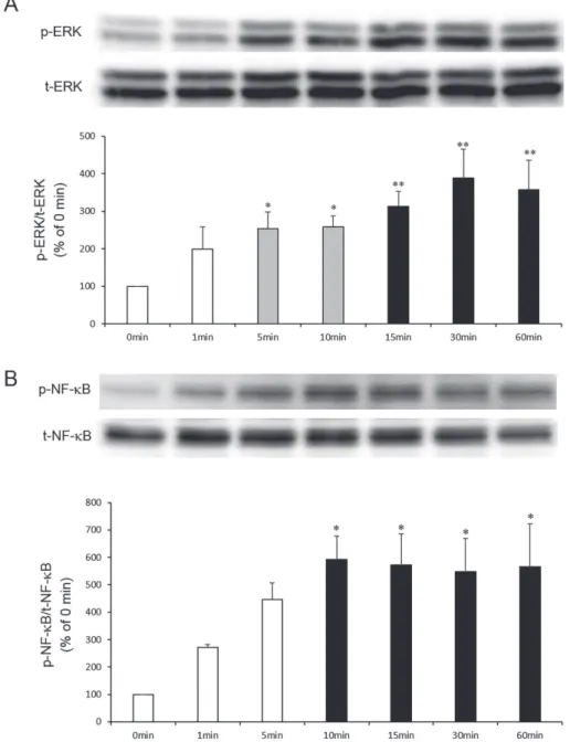 Fig. 8    Varenicline-induced phosphorylation of ERK 1 / 2 （A）and NF-κB（B）in RAW 264.7 cells