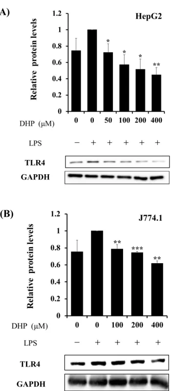 Fig. 7. Effect of DHP-3 on protein expression of TLR4 in LPS-stimulated HepG2 cells (A)  and J774.1 cells (B)