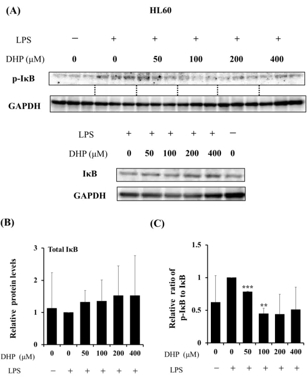 Fig. 10. Effect of DHP-3 on activation of IκB in LPS-stimulated HL60 cells. After 1 μg/mL  LPS-stimulation for 6 hr, the HL60 cells were exposed to various concentrations of    DHP-3 (50, 100, 200, 400 µM) for 1 hr