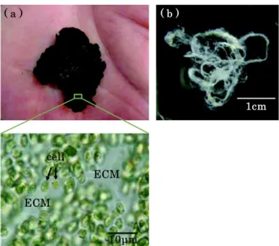 Fig.  1  Macroscopic  view  of  Aphanothece  sacrum .  Insert:  ECM  is  present  between  cells  in  microscopic image (a)