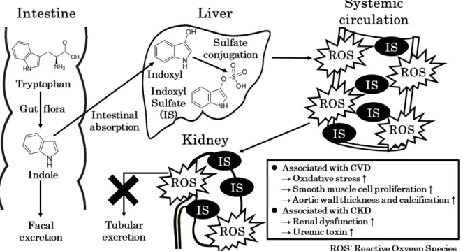 Fig. 3 Production and excretion pathway of indoxyl sulfate and its relation to CKD and CVD 32-
