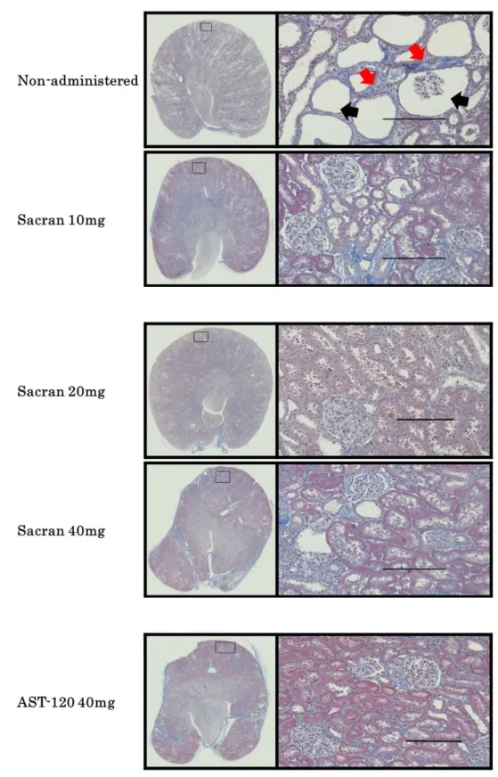 Fig. 7 Representative histological photomicrograph of kidney sections by Masson’s trichrome  staining after administration of sacran and AST-120