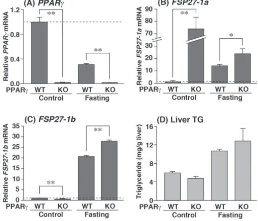 Fig. 3   The induction of FSP 27 mRNAs by fasting are independent of PPARR γ.