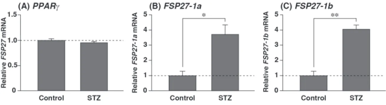 Fig. 5   Fasting-induced FSP 27 - 1 a and FSP 27 - 1 b mRNAs in liver are suppressed by insulin.