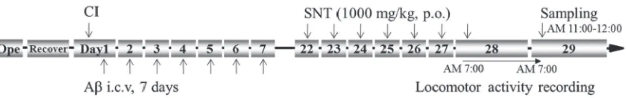 Fig. 3   Protocol of sampling for prefrontal cortex in rats.