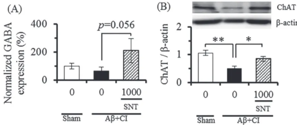 Fig. 8    Effect of sansoninto on GABA expression in prefrontal cortex (A ） and ChAT (B） expression in 