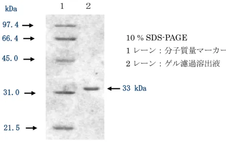 図 2-2  精製した EG-5 MehpH の SDS-PAGE 