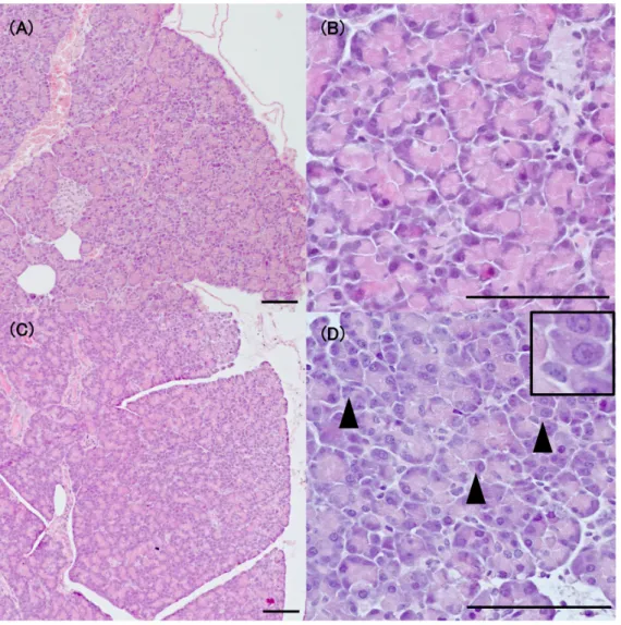 Fig. 1.  Representative histopathological image in pancreas. (A), (B): Before the initiation of rapid ventricular pacing
