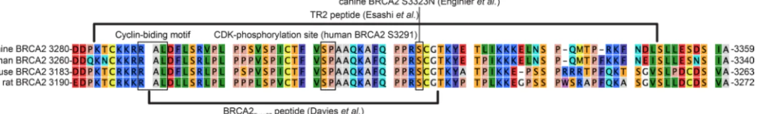 Fig. 1.  Alignment of the C-terminal RAD51-binding domains of BRCA2 from different species