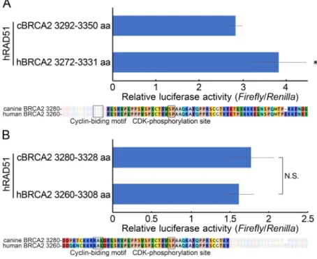 Fig. 4.  The C-terminal region of the C-terminal RAD51-binding domain accounted for the differences in RAD51 binding between canine  and human BRCA2