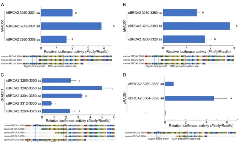 Fig. 5.  Identification of a core motif consisting of 25 amino acids centrally located in the C-terminal RAD51-binding domain of BRCA2
