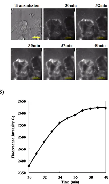 Fig. 3-7 Specific accumulation of HL/2C 14 ECl including NBDPC in HCT116 cell membranes