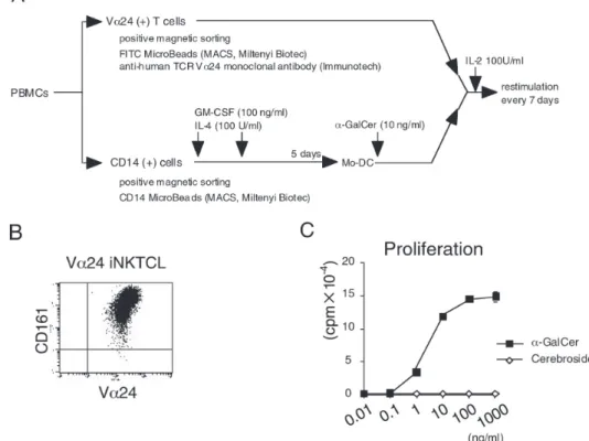 Fig. 1. A.ヒトVα24 iNKT細胞株，およびMo-DCの樹立．健常人末梢血からCD14陽性細胞をCD14 MicroBeadsを用いて分 離精製した．これにIL-4 50 ng/ml，およびGM-CSF 50 ng/mlを添加し5日間培養したものをMo-DCとした．これに，抗原と してα-GalCer 10 ng/mlを添加し放射線照射したものをAPCとして，positive selectionで分離したVα24陽性細胞を刺激した．