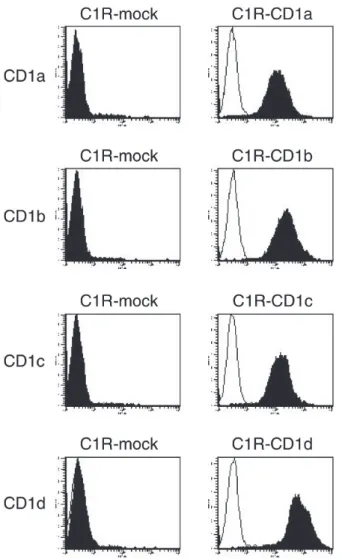 Fig. 3. CD1遺伝子導入C1R細胞株のflow cytometryを用い た解析．遺伝子導入したC1R細胞株表面の各CD1分子の発 現を抗ヒト CD1a，-b，-c，-d 抗体を用いて flow cytometry で解析した．filled histogramは特異的抗体での染色を示す．
