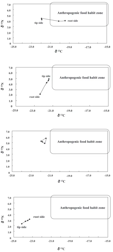 Fig. 9. The typical diachronic change in the stable iso- iso-tope ratio showing consistently low  δ 15 N and low  δ 13 C.