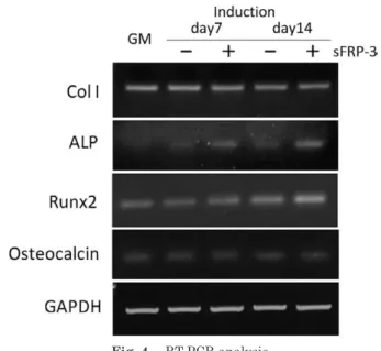 Fig. 4  RT-PCR analysis.