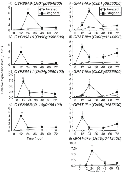 Fig. 6. Temporal expression of candidate genes involved in suberin biosynthesis in adventitious roots of rice grown under aerated  and stagnant deoxygenated conditions