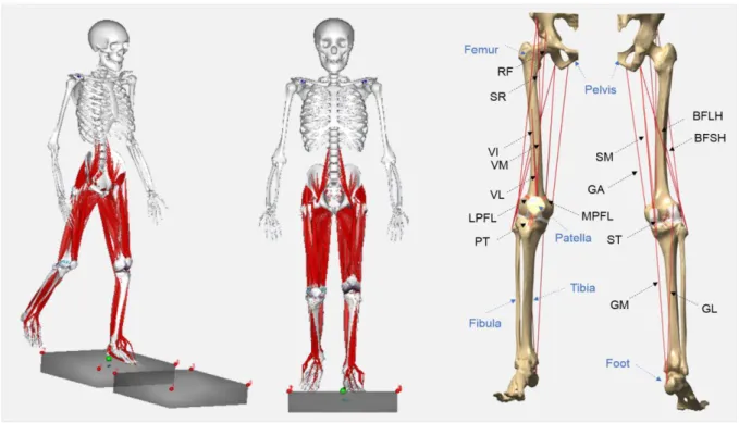 Fig. 5 Schematic of a subject-specific musculoskeletal model and finite element model 