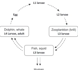 Fig. 1. The life cycle of Anisakis (dash line). Larval stage (L) is  represented as L1, L2, L3, and L4