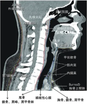 図 3 矢状断での深頸筋膜（DCF） SLDCF を黄線，MLDCF 青線，DLDCF を 赤線で示す．図 1浅頸筋膜（SCF） 図 2 水平断での深頸筋膜（DCF） SLDCF を黄線，MLDCF 青線，DLDCF を赤線で示す．ＤはＣの枠線内の拡大．