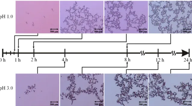 Figure 5. Dependency of PdLCl crystal growth on time at the liquid-liquid interface.  [Pd(II)] = 1.0 ×  10 -3  M, [HL] = 1.0 × 10 -4  M,  50% heptane + 50% toluene .