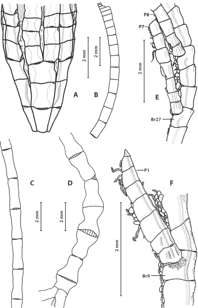 Fig. 1.  Hirsutocrinus duplex n. gen. and sp., holotype. A, Radial ring with proximal arms; B, fragment of stalk with distal proxistele and  upper mesistele; C, mesistele; D, dististele; E, Brs 26–33 with P7 and P8; F, Brs 8–11 with P1.